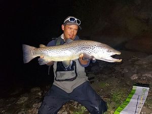 Brown Trout