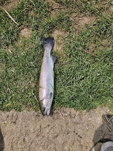 Rainbow Trout