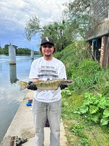 Zander