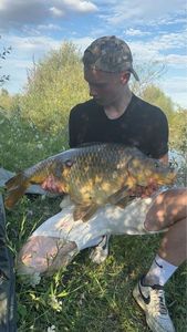 Common Carp