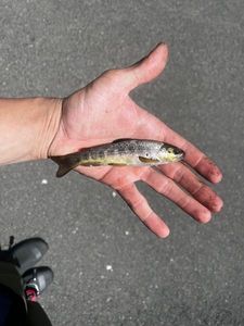 Brown Trout