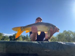 Mirror Carp