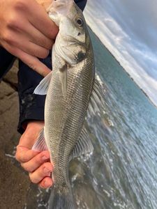 European Bass (Seabass)