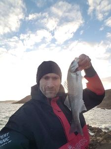European Bass (Seabass)