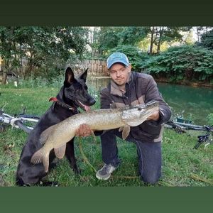 Northern Pike