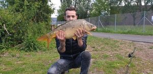 Mirror Carp