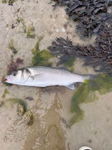 European Bass (Seabass)
