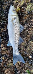 Spotted Seabass