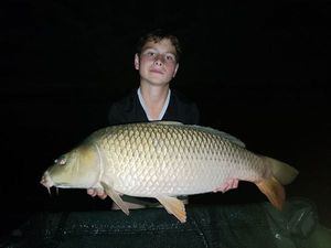 Common Carp