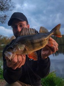 European Perch