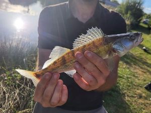 Zander