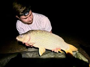 Common Carp