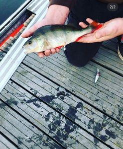 European Perch