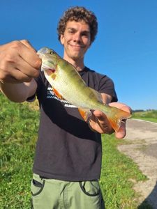 European Perch