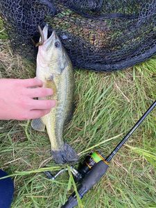 Largemouth Bass