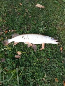 Northern Pike