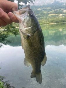 Largemouth Bass