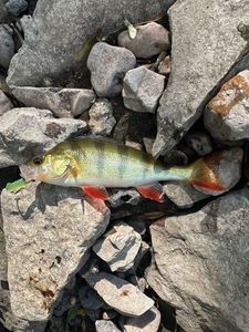 European Perch