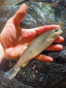Brown Trout