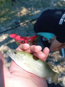 Largemouth Bass