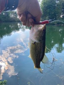 Largemouth Bass
