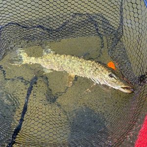 Northern Pike