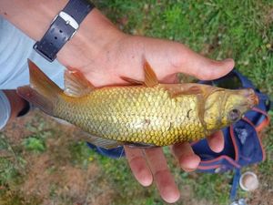 Common Carp