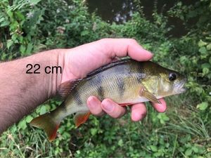 European Perch