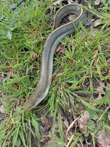 European Eel (Common Eel)