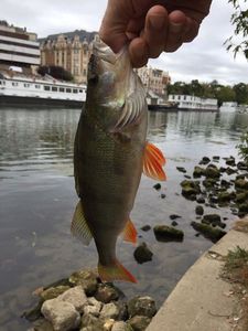 European Perch