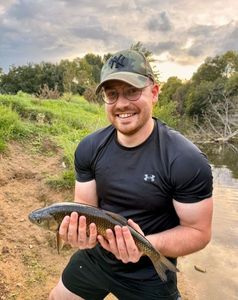 Chub
