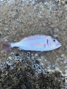 Common Pandora