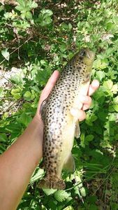 Brown Trout