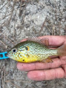 Green Sunfish