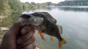 European Perch