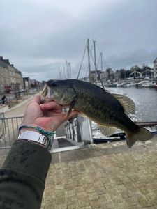 Largemouth Bass