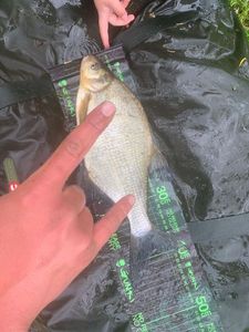 Common Bream