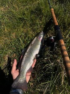 Rainbow Trout