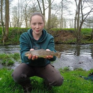 Brown Trout