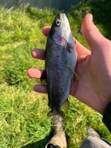 Rainbow Trout
