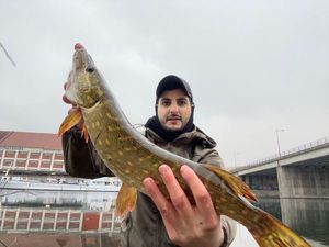 Northern Pike