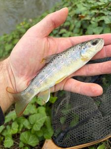 Brown Trout