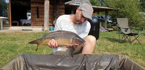 Mirror Carp