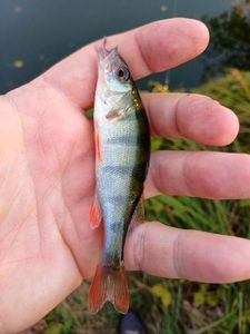 European Perch