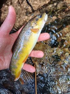 Brown Trout
