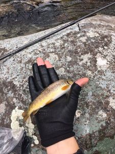 Brown Trout