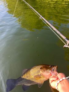 Largemouth Bass