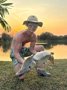 Alligator Gar