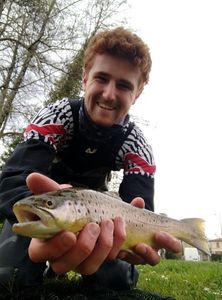 Brown Trout