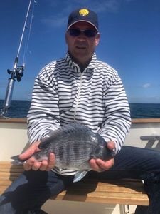 Black Seabream